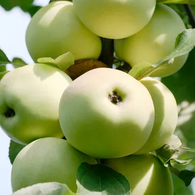 Купите Малюха яблоня колоновидная 🌹 из питомника Долина роз с доставкой!