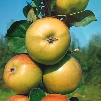 Яблоня колонновидная «Малюха»