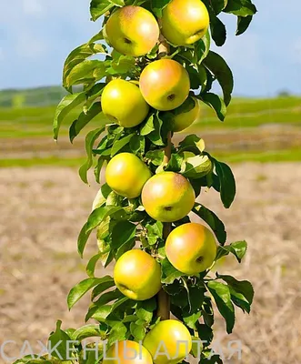 Яблоня колоновидная Малюха | купить выгодно✵Сады-Эдема.рф –интернет магазин  растений для сада