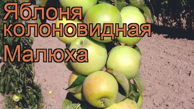 Яблоня колоновидная Малюха, описание, цена, посадка и уход, купить в Москве