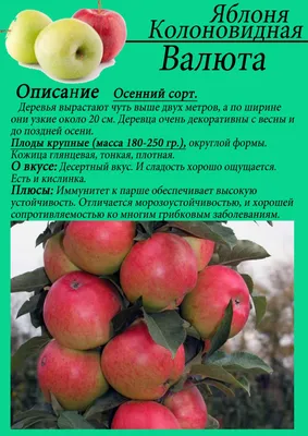 Колоновидная Яблоня Валюта купить саженцы в Москве по цене от 650 рублей из  питомника в Подмосковье | «Аура сад»
