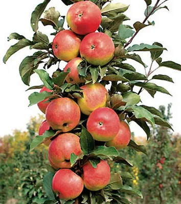 Купить яблоня колоновидная \"малюха\" с доставкой по Минску и Беларуси -  Zelensad