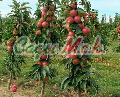 Яблоня колоновидная \"Малюха\" купить в питомнике растений с доставкой по  Волгограду и Волгоградской области, саженцы, выращивание, посадка и уход