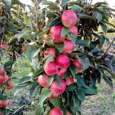 Саженцы колоновидной яблони Валюта купить в Москве по цене от 980 до 25000  руб. - питомник растений Элитный Сад