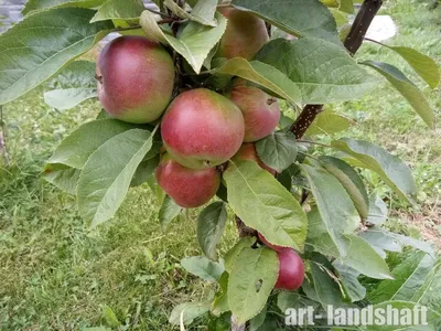 Колоновидная яблоня, характеристики, популярные сорта, описание, фото