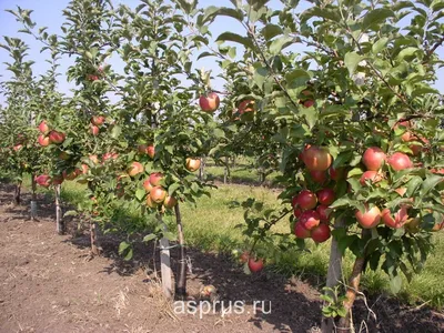 Саженцы яблоня Моди купить по цене от 700 рублей в Москве из питомника  «Плодовый Мир»