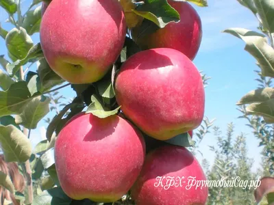 Яблоня Моди - Купить в питомнике саженцев плодовых деревьев.