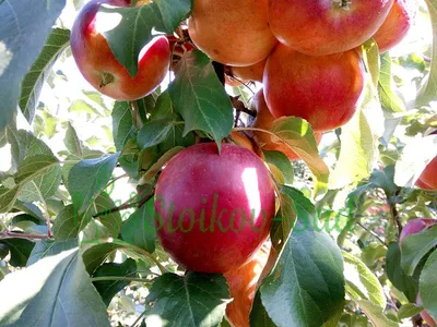 Купить Яблоня Моди 3х-летняя в кашпо за 499 руб.цена по акции-Сезонные  скидки на Саженцы яблони