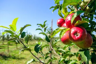 Яблоня Моди (Malus Modi) ОКС — Питомник Летний сад