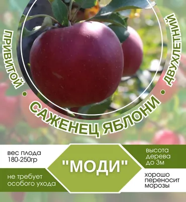Яблоня домашняя Моди (Modi) купить в Киеве, цена — Greensad
