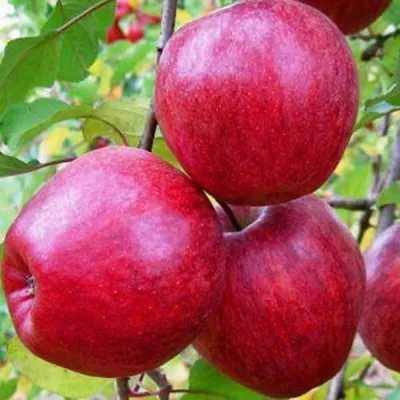 Купить саженцы яблоня Моди (Mоdi) - Макси Сад