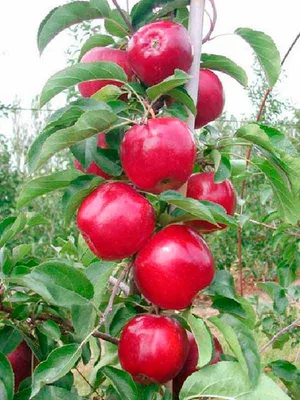 Яблоня дерево-сад Голд Раш + Глостер + Моди купить по цене 245 грн в Киеве  и Украине - EcoVeles