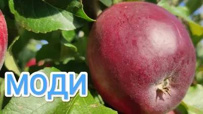 Купить саженцы яблоня Моди (Mоdi) - Макси Сад