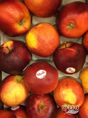 Набор саженцев яблони 3шт. Моди Гала — купить в интернет-магазине по низкой  цене на Яндекс Маркете