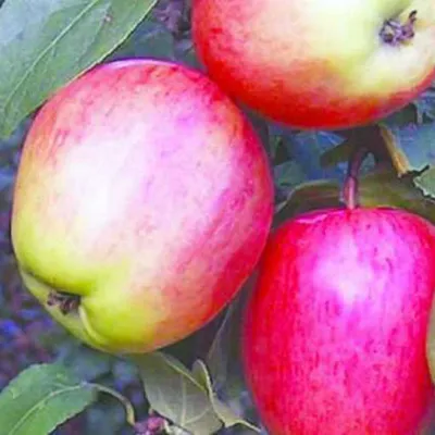 Яблоки Моди кг - купить с доставкой в интернет-магазине О'КЕЙ в Сочи