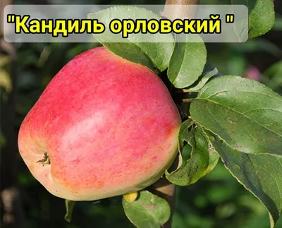 Саженцы яблони — ООО “АГРОФИРМА ДОНЕЦКАЯ ДОЛИНА”
