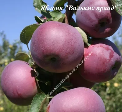 Яблоня Моди (Malus domestica 'Modi')