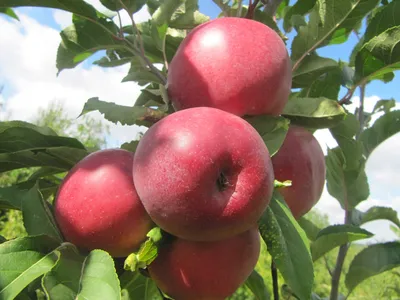 Яблоня «Моди» купить саженцы почтой по низкой цене в интернет-магазине при  питомнике - «Крымский фрукт»
