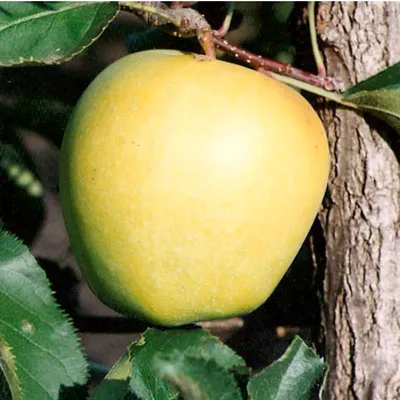 Яблоня Мутсу - Купить в питомнике саженцев плодовых деревьев.