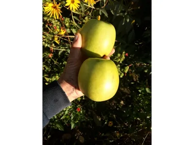 Яблоня Мутсу | купить выгодно✵Сады-Эдема.рф –интернет магазин растений для  сада