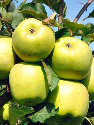 Купить саженцы яблоня Мутсу - Макси Сад