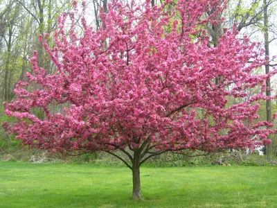 Яблоня декоративная Недзвецкого / Malus pumila 'Niedzwetzkyana'