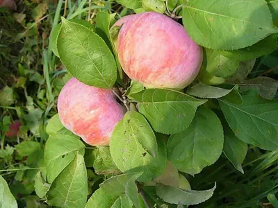 Яблоня Орловим 🍏 купить с доставкой почтой, цены, фото в интернет-магазине  Dolinasad.by