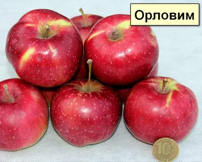 Саженцы Яблоня Орловим - купить от 550 руб.