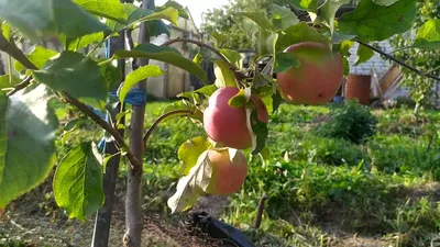 Яблоня \"Дерево-сад\" Орловим+Конфетное: купить по цене руб с доставкой по  Москве - интернет-магазин Green Dvorik