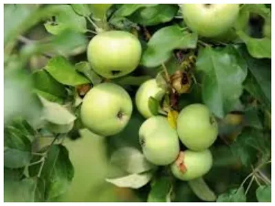 Летняя группа сортов яблони - Сайт tverskie-sadovody