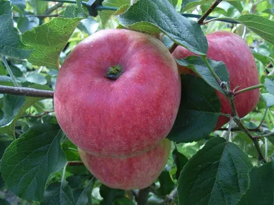 Яблоки Малиновка - любимый осенний сорт - YouTube
