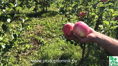 Саженцы яблони, цена 450 руб. купить в Раменском