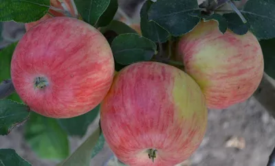 В Крыму начался сезон яблок | Коттедж «Лора» Песчаное