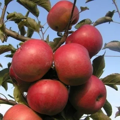 Кращі літні сорти яблуні - Сторінка 2 - форум-виноград