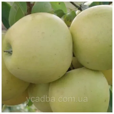 Летние сорта яблонь в Краснодарском крае - Агро Сад
