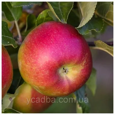 Лучшие скороспелые сорта яблонь для быстрого урожая | Идеальный огород |  Дзен