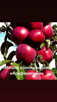 🍎 Яблоня сорт Суйслепское (Малиновка). 🍎 - YouTube
