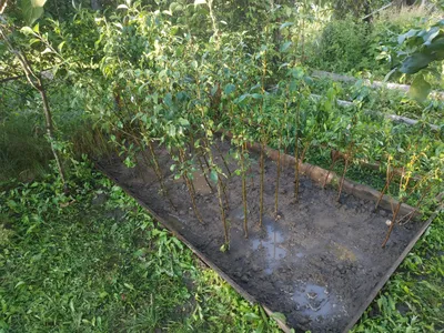 Летние сорта яблонь в Краснодарском крае - Агро Сад