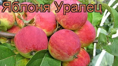 Яблоня Уралец ОПИСАНИЕ – купить в питомнике Игоря Никитина «Сад Апогей»