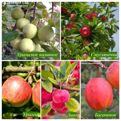 Яблоня Экранное - описание сорта, отзывы и фото яблок