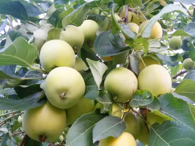 Яблоня сорта Экранное - купить саженцы в Перми в питомнике «Марьина роща»