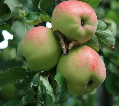 Яблоня Уралец - «Вкусные яблоки в моем саду» | отзывы