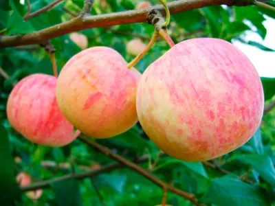 Яблоня Уралец - «Вкусные яблоки в моем саду» | отзывы
