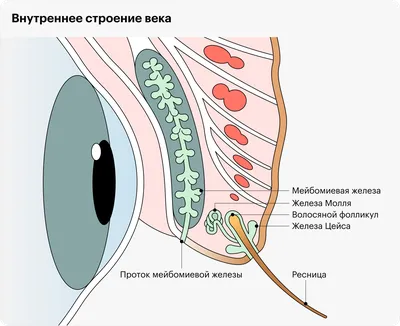 Что такое ячмень? | Théa