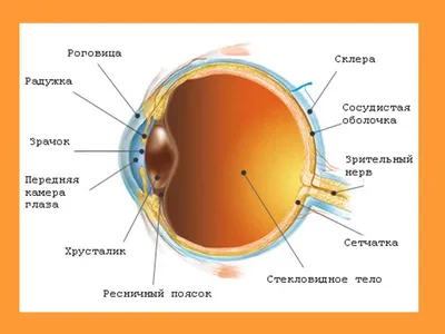 Ячмень. Как это лечится?