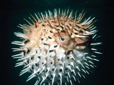 Смертельно опасна. Как готовят и за что любят в Японии рыбу фугу -  Korrespondent.net