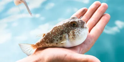 Тропическая ядовитая рыба фугу появилась у берегов Приморья - МК