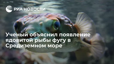 Ядовитая рыба фугу облюбовала Средиземное море Noticia