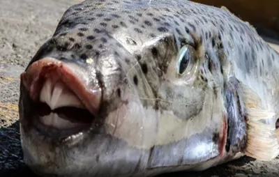 В Лимассоле смертельно ядовитая рыба покушалась на туристку - Новости Кипра