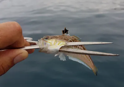 Ядовитые рыбы Чёрного моря. | Рыбачить вместе веселей | Дзен
